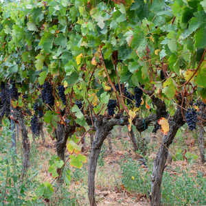 Vigne Isabelle Noire plantée dans un sol bien drainé, produisant des raisins sucrés et légèrement musqués, parfaits pour une consommation fraîche ou la production de jus.
