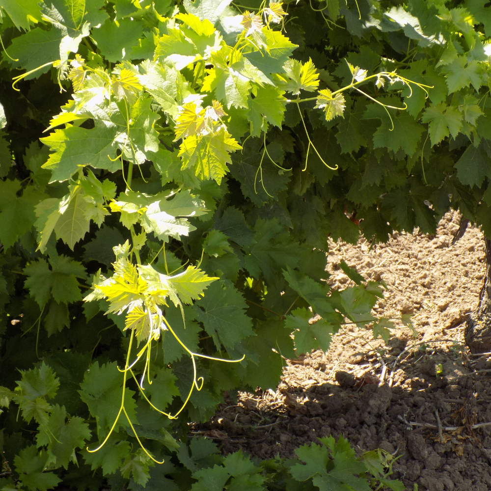 Feuillage dense de la vigne Isabelle Noire, contrastant avec les grappes noires brillantes à maturité.