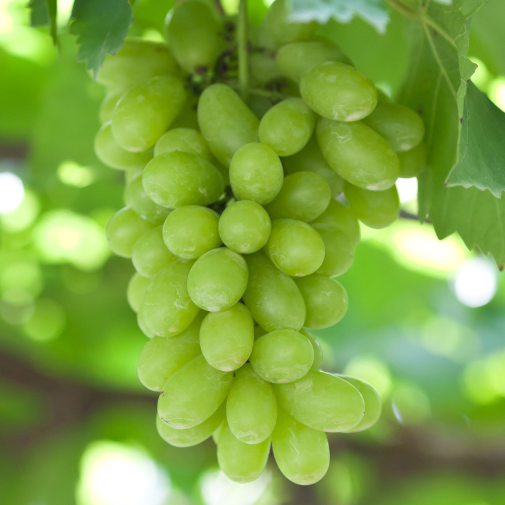 Grappes de raisin Italia bien mûres, aux baies dorées et juteuses, prêtes à être cueillies dans un vignoble ensoleillé.
