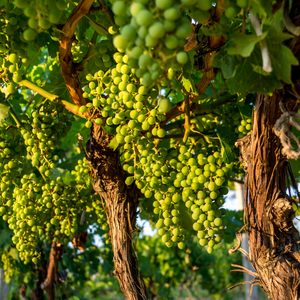 Vigne Italia plantée dans un sol fertile et bien drainé, produisant des raisins sucrés et légèrement musqués, parfaits pour une consommation fraîche.