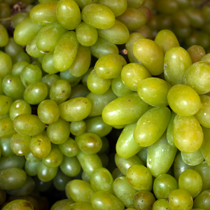 Récolte généreuse de raisins Italia, idéaux pour des desserts, confitures, ou pour être dégustés tels quels en collation.