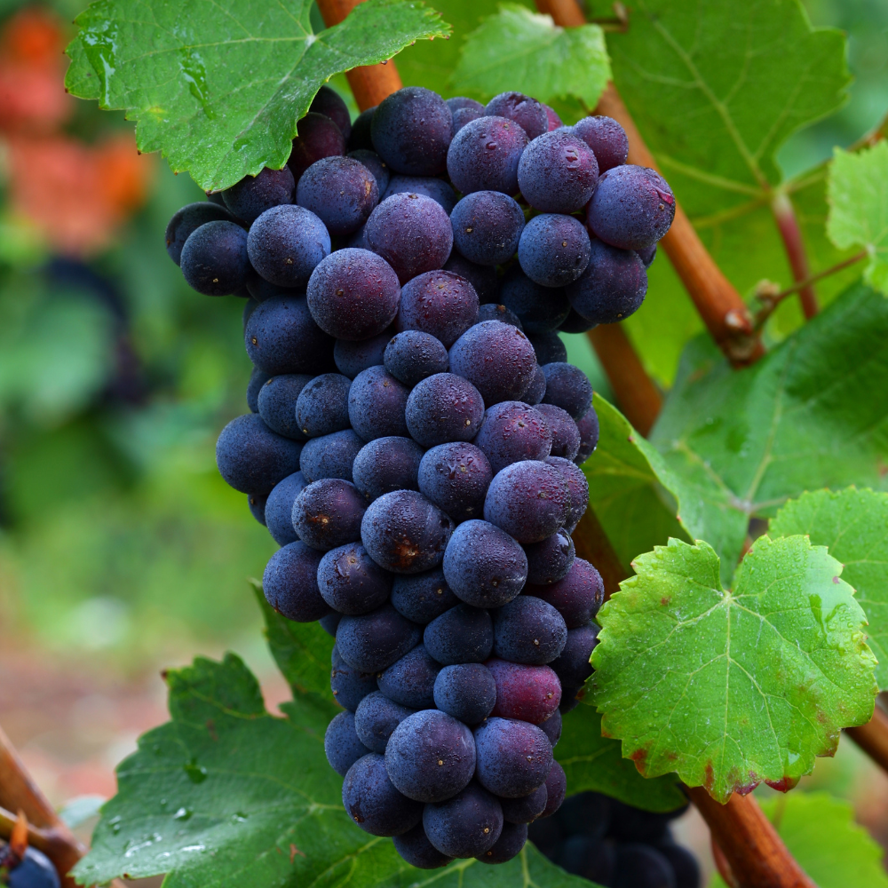 Grappes de raisin Muscat de Hambourg bien mûres, avec des baies noir-violet et juteuses, prêtes à être récoltées dans un vignoble ensoleillé.