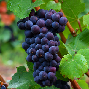 Grappes de raisin Muscat de Hambourg bien mûres, avec des baies noir-violet et juteuses, prêtes à être récoltées dans un vignoble ensoleillé.