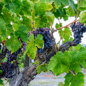 Vigne Muscat de Hambourg plantée dans un sol bien drainé, produisant des raisins sucrés au parfum musqué, parfaits pour une consommation fraîche.