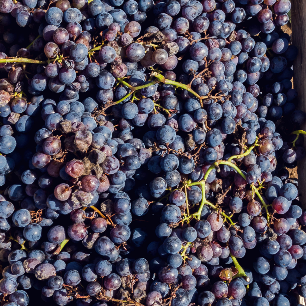 Récolte généreuse de raisins Muscat de Hambourg, idéaux pour des desserts, confitures ou pour être dégustés tels quels.