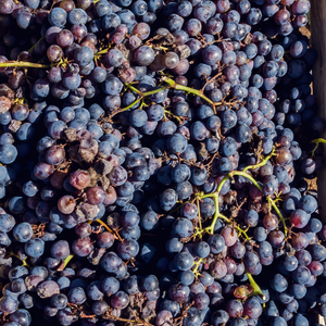 Récolte généreuse de raisins Muscat de Hambourg, idéaux pour des desserts, confitures ou pour être dégustés tels quels.