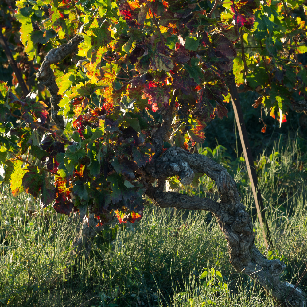 Feuillage dense et vert de la vigne Muscat de Hambourg, contrastant avec les grappes violettes à maturité.
