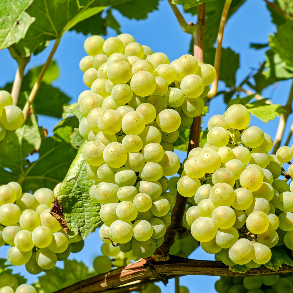 Grappes de raisin Perlette bien mûres, avec des baies blanches et translucides, prêtes à être récoltées dans un vignoble ensoleillé.
