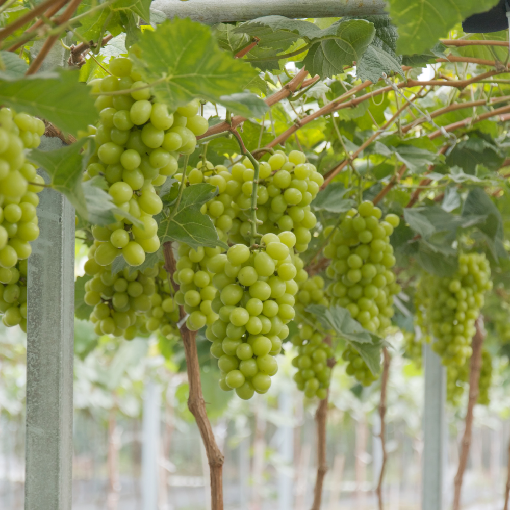 Vigne Perlette plantée dans un sol bien drainé, produisant des raisins sans pépins, sucrés et légèrement acidulés, parfaits pour la consommation fraîche.
