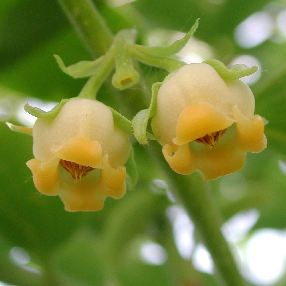 Kaki Fuyu en pleine floraison printanière